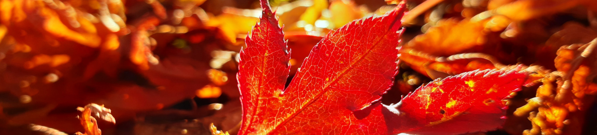 Bltterherbst1
