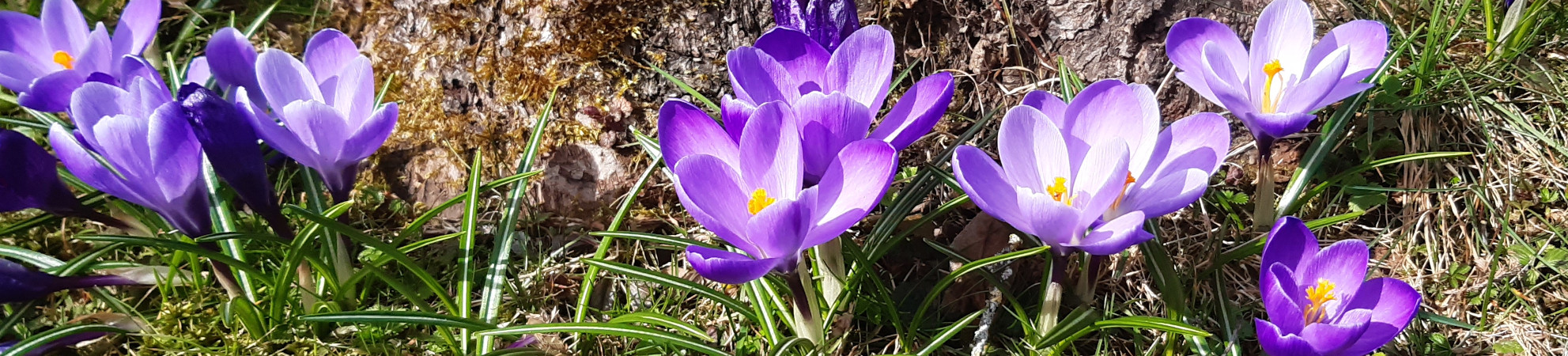 Krokus1
