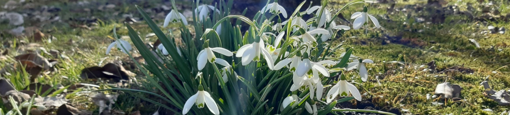 Schneeglockchen01